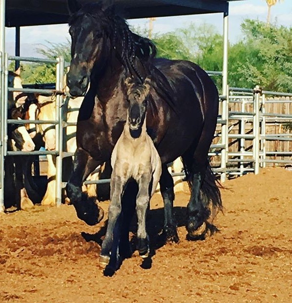 Maurrie's new next door neighbor, a colt named Storm! 