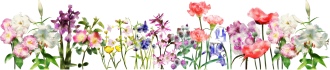 Flower-Banner-sml